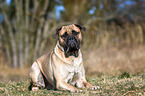 lying Bullmastiff