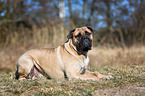 lying Bullmastiff