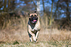 running Bullmastiff