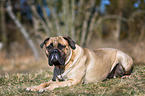 lying Bullmastiff