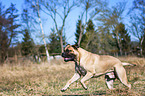 running Bullmastiff