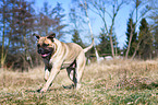 running Bullmastiff