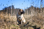 sitting Bullmastiff