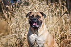 Bullmastiff Portrait