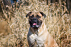 Bullmastiff Portrait