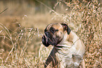 Bullmastiff Portrait