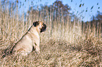 sitting Bullmastiff