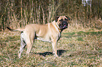 Bullmastiff