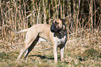 Bullmastiff