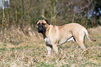 Bullmastiff