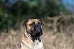 Bullmastiff Portrait