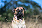 Bullmastiff Portrait