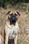 sitting Bullmastiff