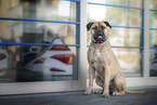 sitting Bullmastiff