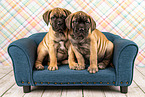 Bullmastiff Puppies