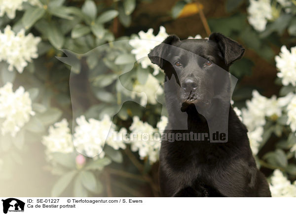 Mallorca Schferhund Portrait / Ca de Bestiar portrait / SE-01227