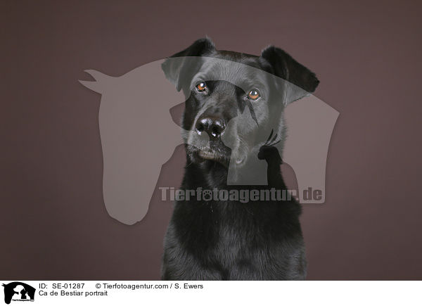 Mallorca Schferhund Portrait / Ca de Bestiar portrait / SE-01287