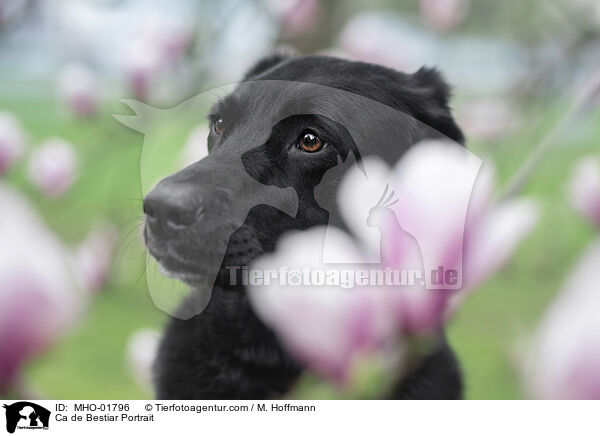 Ca de Bestiar Portrait / Ca de Bestiar Portrait / MHO-01796
