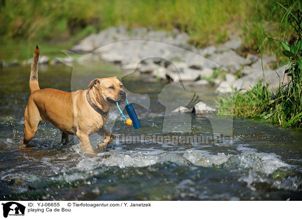 spielender Ca de Bou / playing Ca de Bou / YJ-06655