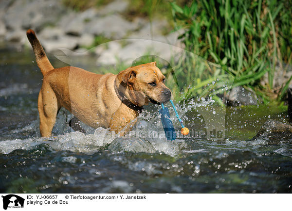 spielender Ca de Bou / playing Ca de Bou / YJ-06657