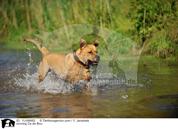 rennender Ca de Bou / running Ca de Bou / YJ-06662