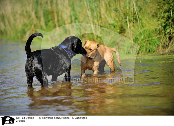 2 Hunde / 2 dogs / YJ-06665