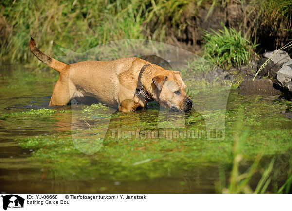 badender Ca de Bou / bathing Ca de Bou / YJ-06668