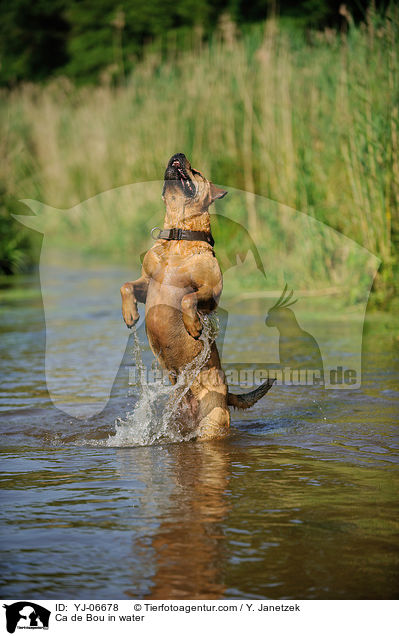 Ca de Bou im Wasser / Ca de Bou in water / YJ-06678