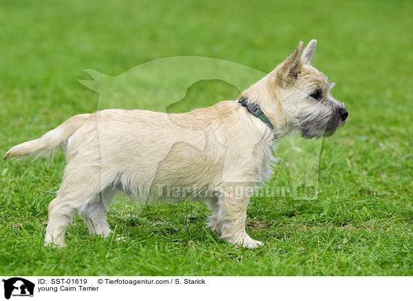 young Cairn Terrier / SST-01619