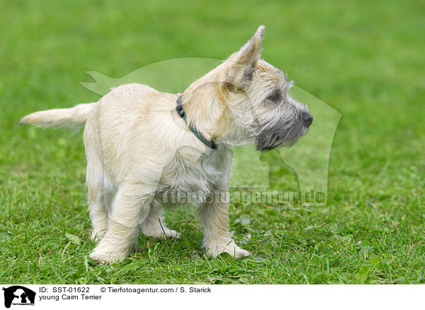 junger Cairn Terrier / young Cairn Terrier / SST-01622