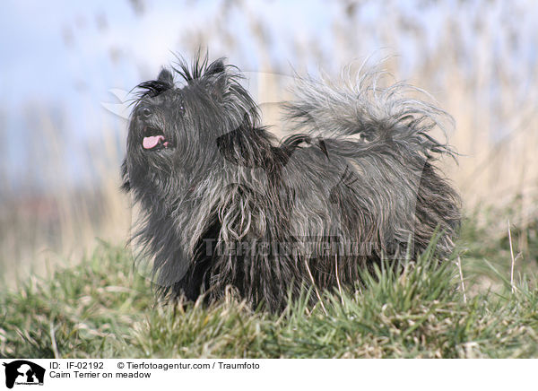 Cairn Terrier on meadow / IF-02192