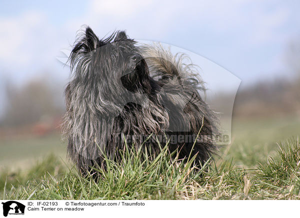 Cairn Terrier on meadow / IF-02193
