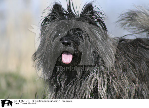Cairn Terrier Portrait / IF-02194