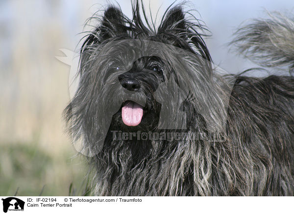 Cairn Terrier Portrait / Cairn Terrier Portrait / IF-02194