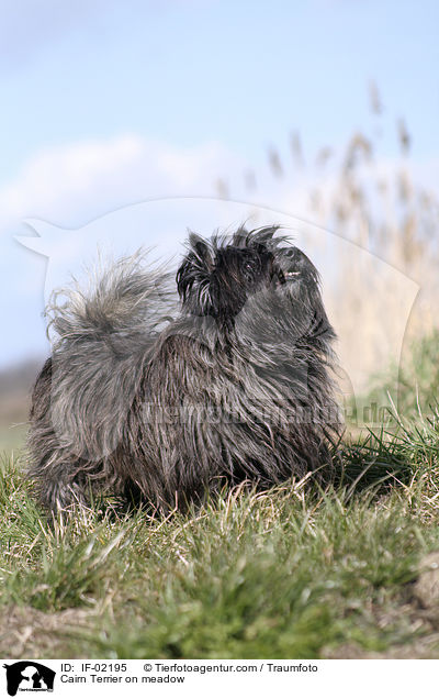 Cairn Terrier on meadow / IF-02195