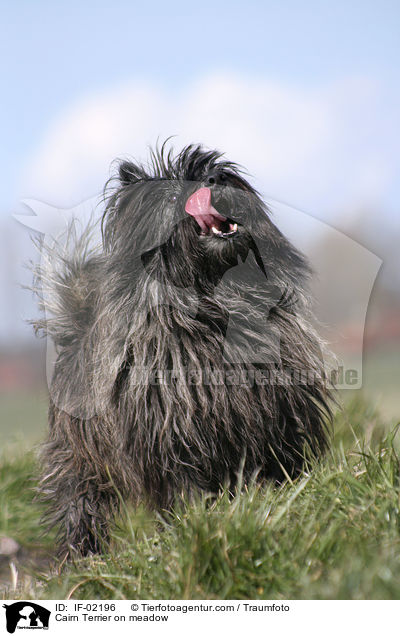 Cairn Terrier auf Wiese / Cairn Terrier on meadow / IF-02196