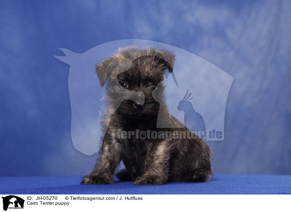 Cairn Terrier Welpe / Cairn Terrier puppy / JH-05270
