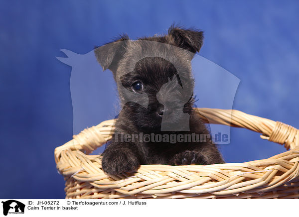 Cairn Terrier im Krbchen / Cairn Terrier in basket / JH-05272
