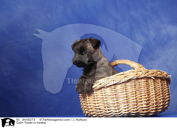 Cairn Terrier im Krbchen / Cairn Terrier in basket / JH-05273