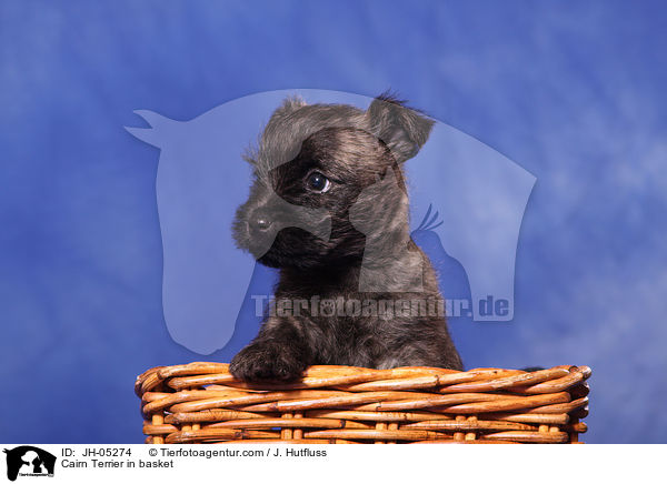 Cairn Terrier im Krbchen / Cairn Terrier in basket / JH-05274