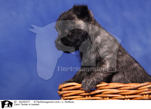 Cairn Terrier im Krbchen / Cairn Terrier in basket / JH-05277