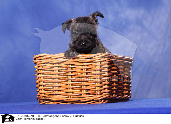 Cairn Terrier im Krbchen / Cairn Terrier in basket / JH-05278