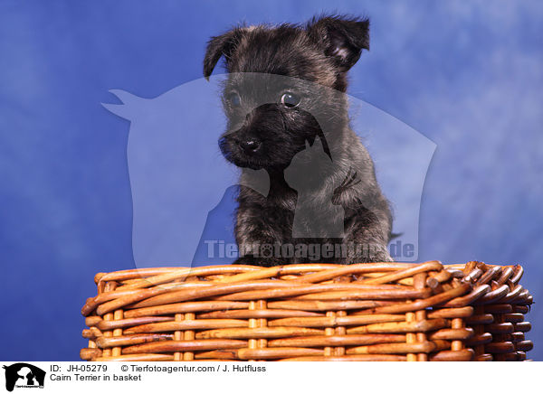 Cairn Terrier im Krbchen / Cairn Terrier in basket / JH-05279