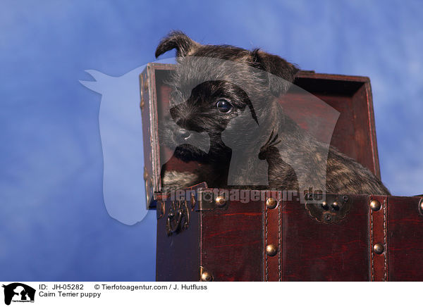 Cairn Terrier Welpe / Cairn Terrier puppy / JH-05282