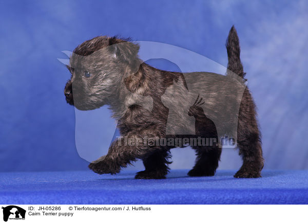 Cairn Terrier Welpe / Cairn Terrier puppy / JH-05286