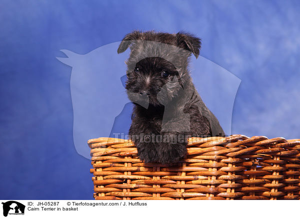 Cairn Terrier im Krbchen / Cairn Terrier in basket / JH-05287