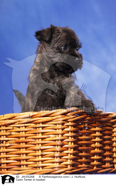 Cairn Terrier im Krbchen / Cairn Terrier in basket / JH-05288