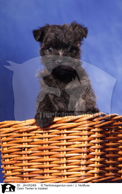 Cairn Terrier im Krbchen / Cairn Terrier in basket / JH-05289