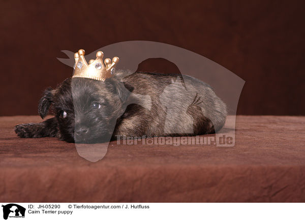 Cairn Terrier Welpe / Cairn Terrier puppy / JH-05290