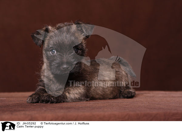 Cairn Terrier Welpe / Cairn Terrier puppy / JH-05292